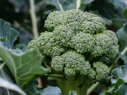 Broccoli plant showing green leaves and florets used for Broccoli Leaf Extract ingredient in Prostate 911 supplement