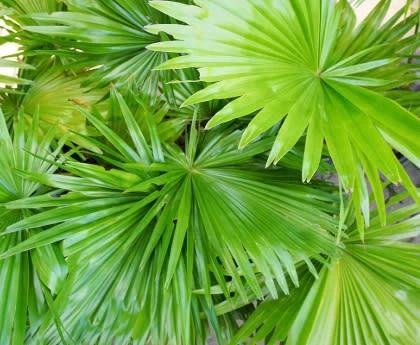 Saw Palmetto extract ingredient in Prostate 911 supplement for healthy prostate function