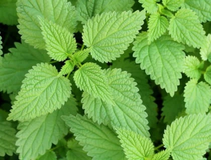 Stinging Nettle root extract in Prostate 911 supplement to promote urinary tract health